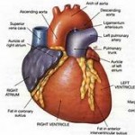 human heart